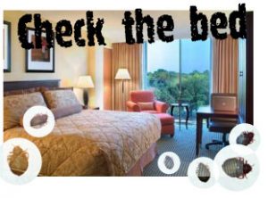 bed bug hotel